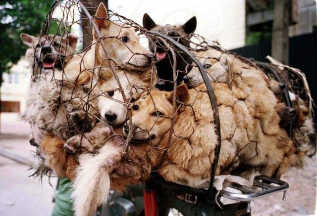 Yulin-Festival-640x437