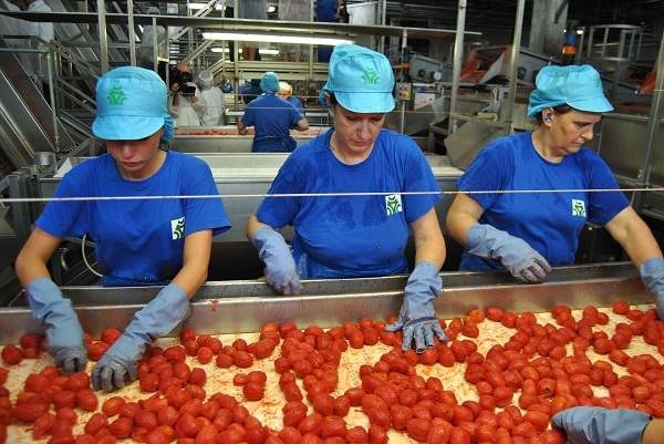 OI POMODORO NORD ITALIA Lavorazione pomodoro 2