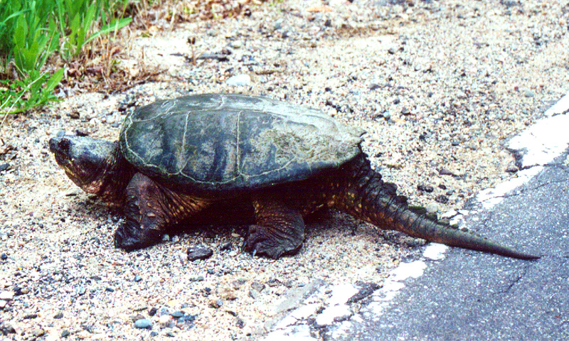 1409344305_common_snapping_turtle_1994