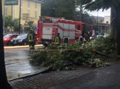 albero caduto- L'Eco di Parma