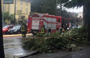 albero caduto- L'Eco di Parma