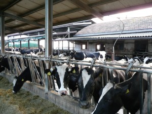 Stalla vacche mucche latte