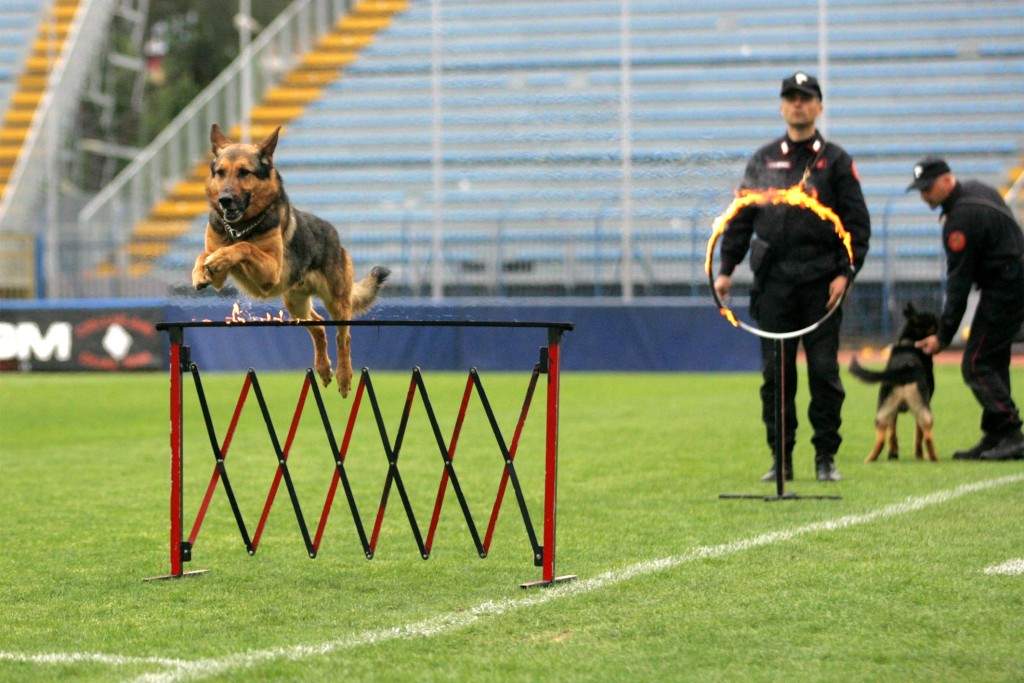 Manifestazione dei Carabinieri con gli artficieri e la cinofila allo stadio Castellani - Foto Carlo Sestini