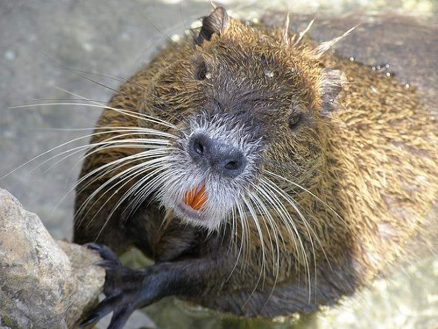 nutria